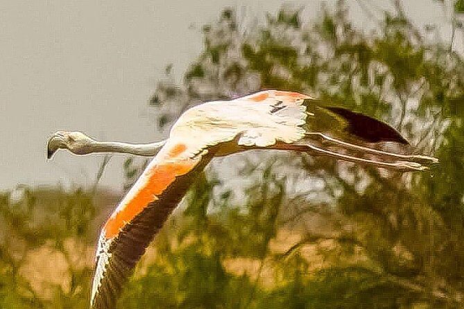 Explore Agadir wildlife national park safari with lunch & pickup - Practical Details and Tips