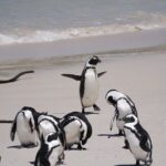 Explore Cape of Good Hope and Boulders Beach Private Tour - Transportation and Guides: Making the Day Comfortable and Informative