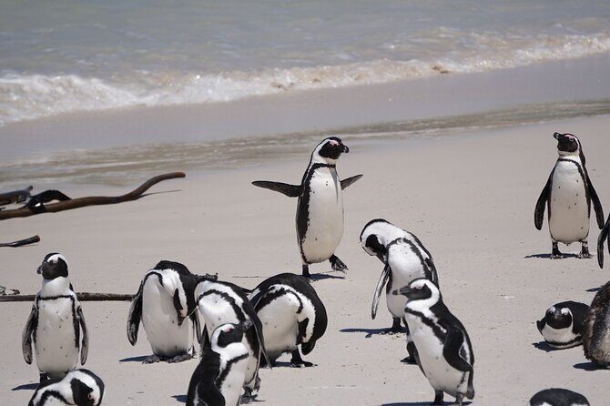 Explore Cape of Good Hope and Boulders Beach Private Tour - Transportation and Guides: Making the Day Comfortable and Informative