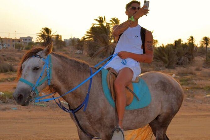 Explore Djerba by camel and horse - The Authentic Experience & Practical Details