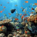 Explore Hurghada: Semi-Submarine Tour & Snorkeling  Hurghada - Practical Details