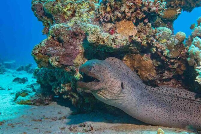 Explore Hurghada Two Thrilling Boat Dives for Certified Divers - Authentic Experiences from Reviews