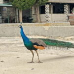 Faana: Brijuni Islands Lunch tour with Peacock Island Visit - Authentic Experiences and What You’ll Love