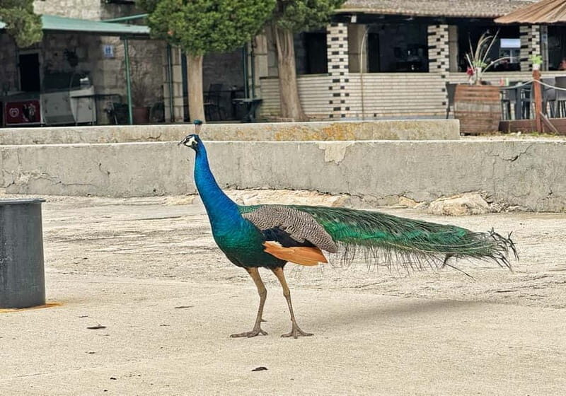 Faana: Brijuni Islands Lunch tour with Peacock Island Visit - Authentic Experiences and What You’ll Love