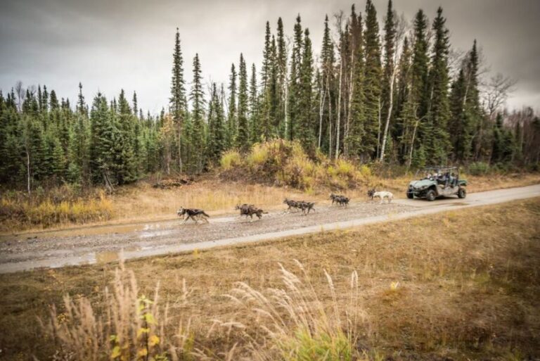 Fairbanks: Dog Mushing through Fall Landscapes on a UTV - How the Experience Is Structured