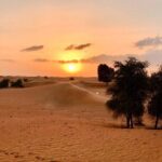 Falcon 1Private Dubai Falconry Safari - Why This Tour Is Worth Your Time
