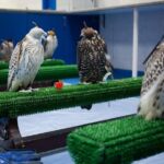 Falcon Hospital Tour - Who Will Love This Tour?