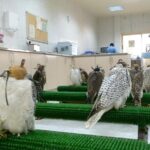 Falcon Hospital Tour Abu Dhabi - Detailed Breakdown of the Tour Itinerary