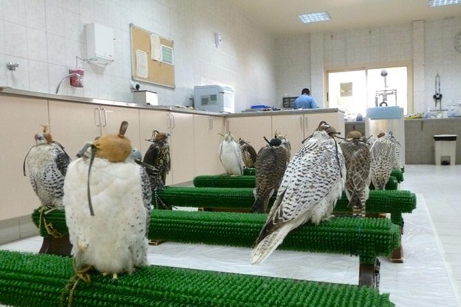 Falcon Hospital Tour Abu Dhabi - Detailed Breakdown of the Tour Itinerary
