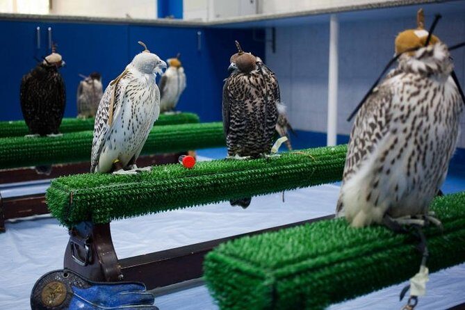 Falcon Hospital Tour - Who Will Love This Tour?