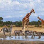 Family & Friends safari Full package . - Final Thoughts: Who Will Love This Tour?