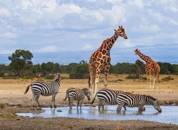 Family & Friends safari Full package . - Final Thoughts: Who Will Love This Tour?