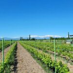 Family-owned Winery Tour with Candy Cane Mountain visit - Discovering Azerbaijan’s Hidden Treasures: A Detailed Look