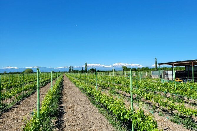 Family-owned Winery Tour with Candy Cane Mountain visit - Discovering Azerbaijan’s Hidden Treasures: A Detailed Look