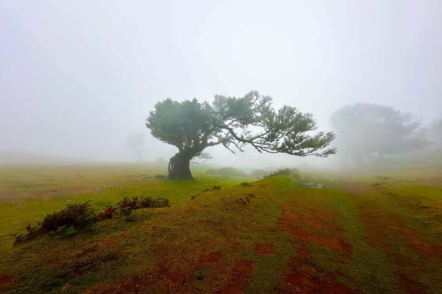 Fanal / Assobiadores - Levada Walk - The Experience and Guides