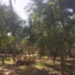 Farm-To-Table Tour With An Adventure To Bent & Red Pyramids - Exploring the Pyramids of Dahshour