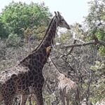 Fathala Wildlife Park - Key Points