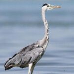 Fayoum Full Day tour Bird Watching - FAQs
