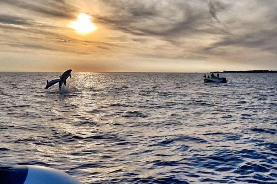 Fazana: dolphin safari and sightseeing in Brijuni at sunset - Why This Tour Offers Great Value