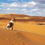 Fes to Fes 3 days Private Desert Tour - Transport and Comfort