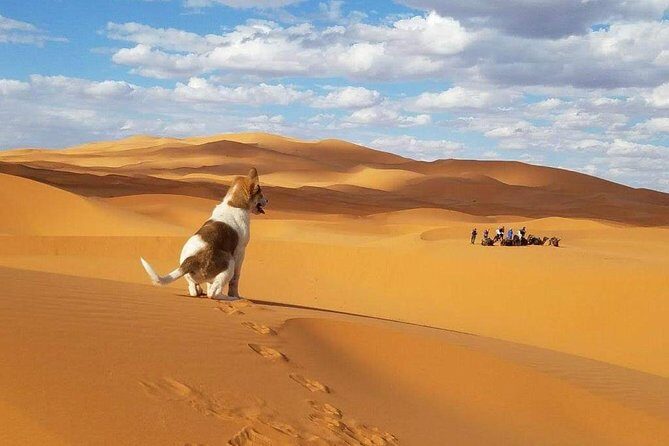 Fes to Fes 3 days Private Desert Tour - Transport and Comfort