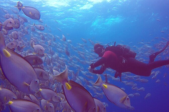 First Diving Experience Try Dive - The Itinerary Breakdown