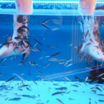 Fish Spa Experience Playa Fañabe - The Setting and Meeting Point