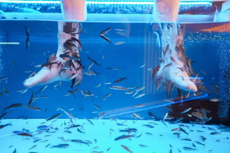 Fish Spa Experience Playa Fañabe - The Setting and Meeting Point