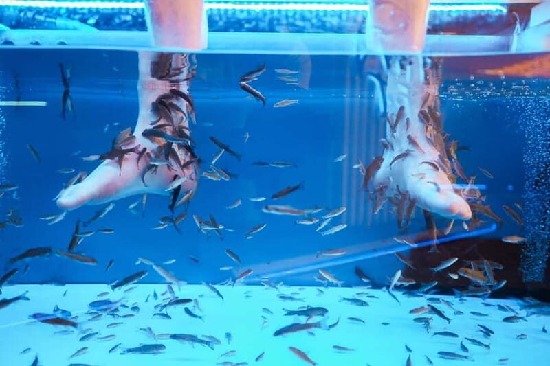 Fish Spa Experience Playa Fañabe - The Setting and Meeting Point