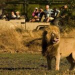 Five-Day Hwange NP, Chobe NP and Victoria Falls Combo - Who Will Love This Tour?