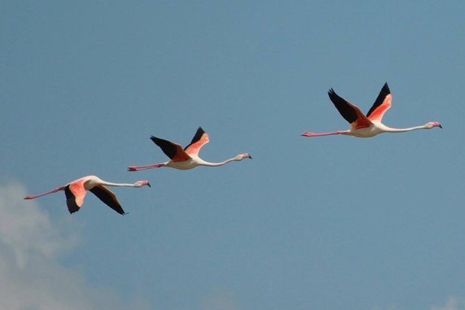Flamingos Sightseeing Segway Tour - Itinerary Breakdown: What You’ll See and Do