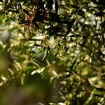 Florence: Olive Oil Tasting Experience - Why This Tour Offers Good Value