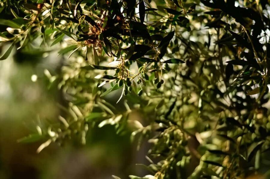 Florence: Olive Oil Tasting Experience - Why This Tour Offers Good Value