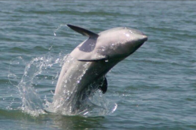 Folly Beach: Sunset Dolphin Boat Tour to Morris Island - Final Thoughts: Who Is This Tour Best For?