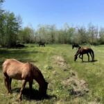 Forte dei Marmi: Horseback Riding Tour in Tuscany - The Experience Provider: Holidoit SRL