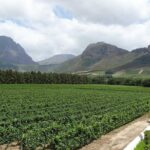 Franschhoek Half Day Winelands Mountain Bike Tour - Why You’ll Love This Tour