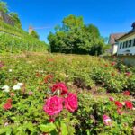 FREE PHOTO near Zurich Rapperswil: Castle, Rose Old Town - Practical Details & Tips for Your Visit