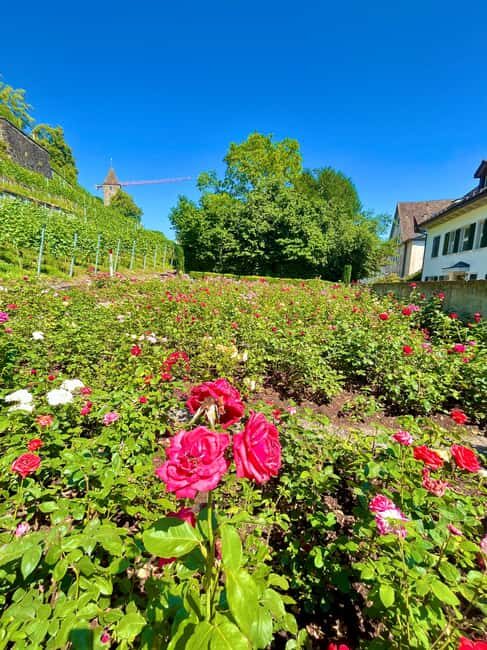 FREE PHOTO near Zurich Rapperswil: Castle, Rose Old Town - Practical Details & Tips for Your Visit