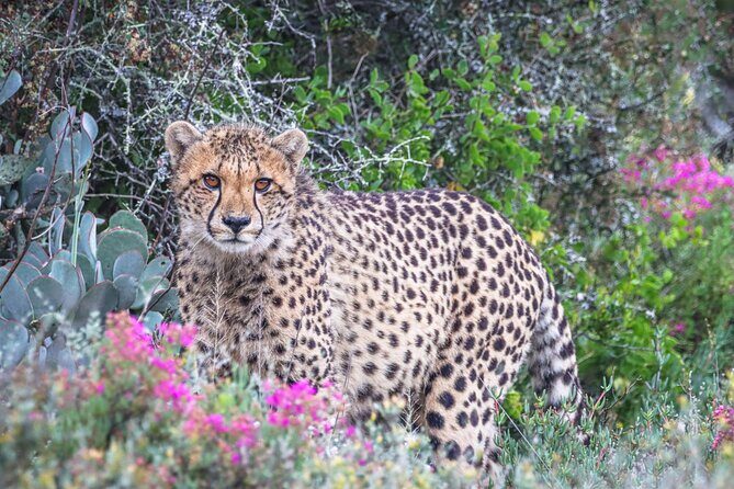 Free Roaming Cheetah Experience - The Small-Group Advantage