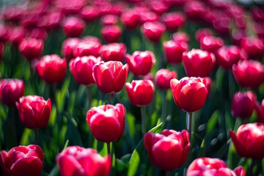 From Amsterdam: Day Trip Madurodam and Keukenhof Gardens - Keukenhof Gardens: A Floral Wonderland
