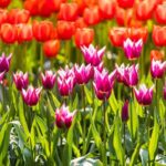 From Amsterdam: Keukenhof Gardens Ticket and Transfer - The Value Proposition