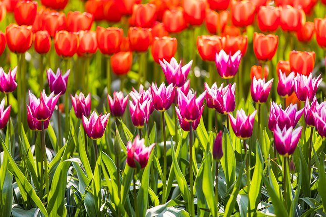 From Amsterdam: Keukenhof Gardens Ticket and Transfer - The Value Proposition