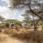 From Arusha : 11-day Amazing North Tanzania safari tour - Authentic Reviewer Insights