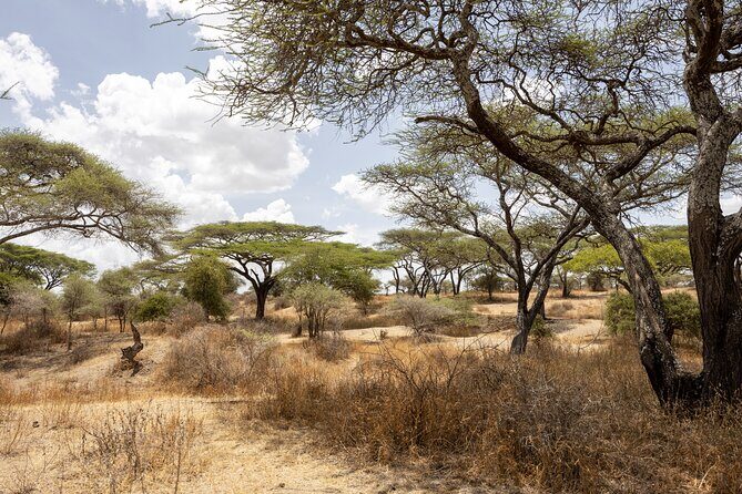 From Arusha : 11-day Amazing North Tanzania safari tour - Authentic Reviewer Insights