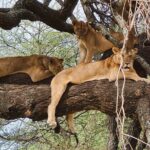 From Arusha: 6 Day Classic Game Drive Serengeti & Ngorongoro - Lake Manyara National Park: The Ecological Jewel