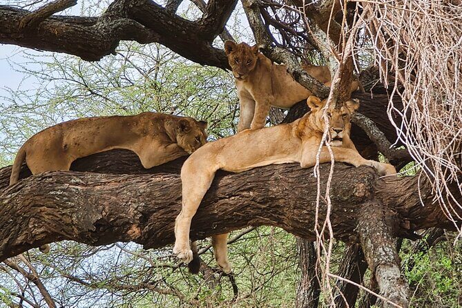 From Arusha: 6 Day Classic Game Drive Serengeti & Ngorongoro - Lake Manyara National Park: The Ecological Jewel