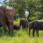 From Arusha : Days Safari Northern Circuit to Maasai Boma - Day 2: Culture and Relaxation at Lake Manyara