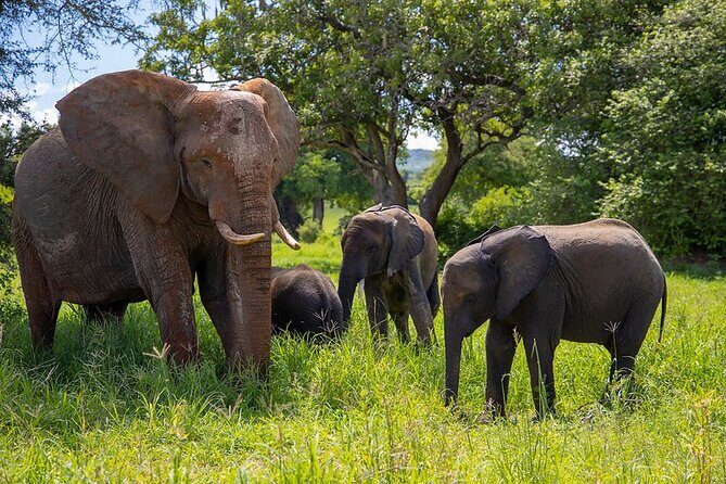 From Arusha : Days Safari Northern Circuit to Maasai Boma - Day 2: Culture and Relaxation at Lake Manyara