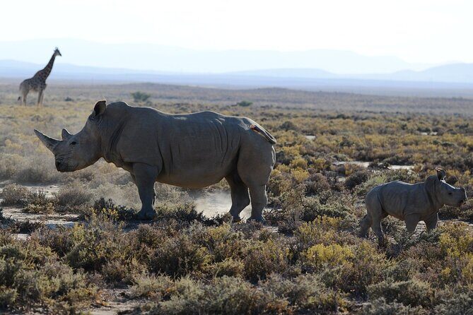 From Arusha: Tarangire and Ngorongoro Crater 3-Day Private Safari - What to Expect from the Experience