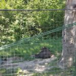 From Brasov: Libearty Bear Sanctuary Guided Tour - What Makes This Tour Special?